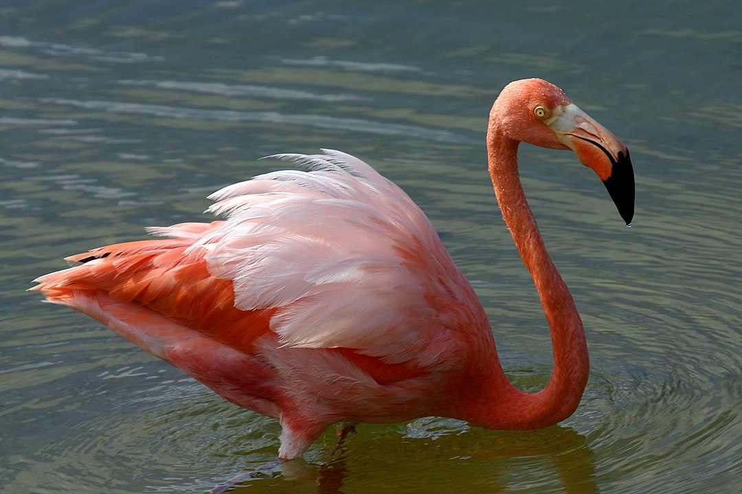 1080px American flamingo Phoenicopterus ruber